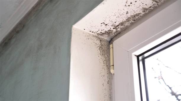 Best Local Mold Removal Service  in Hughes Springs, TX
