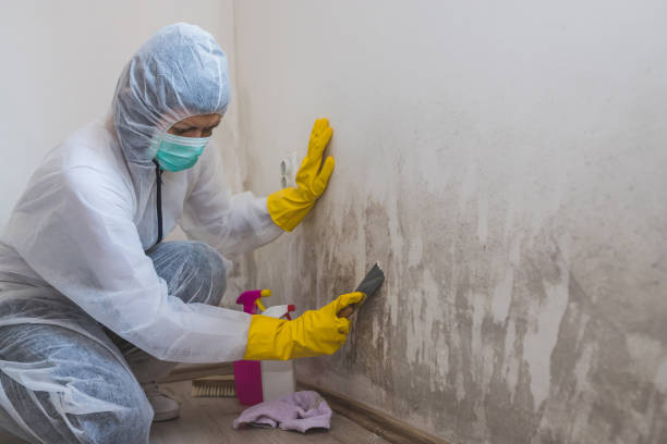 Best Local Mold Removal Service  in Hughes Springs, TX