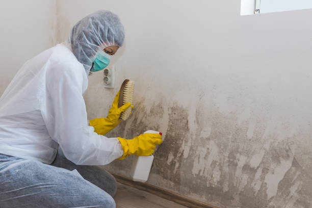 Best Certified Mold Removal  in Hughes Springs, TX