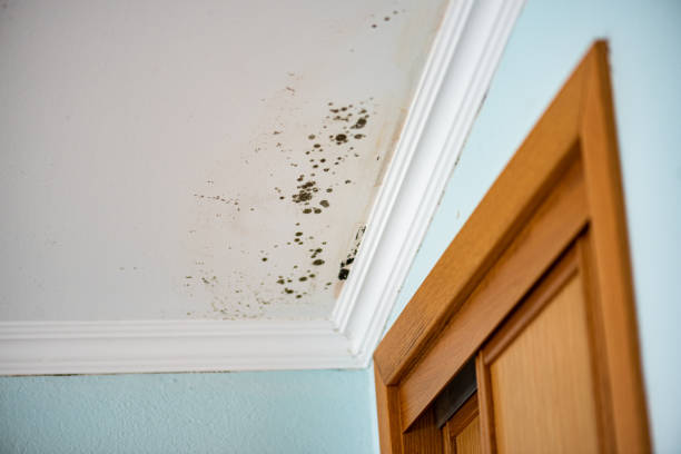 Best Fast Mold Removal  in Hughes Springs, TX