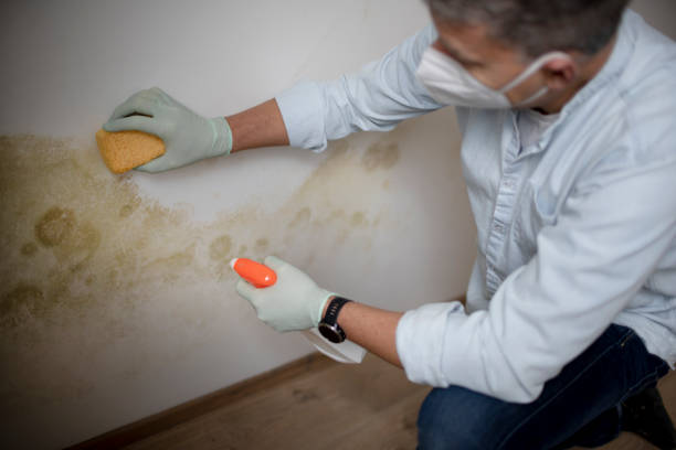 Office Mold Removal Services in Hughes Springs, TX