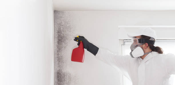 Best Mold Removal Near Me  in Hughes Springs, TX