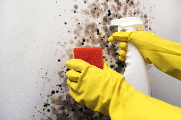 Best Best Mold Removal Companies  in Hughes Springs, TX