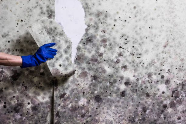 Best Crawl Space Mold Removal  in Hughes Springs, TX