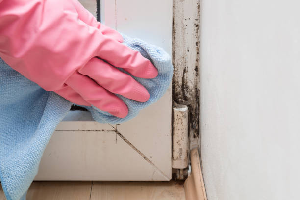 Best Local Mold Removal Service  in Hughes Springs, TX