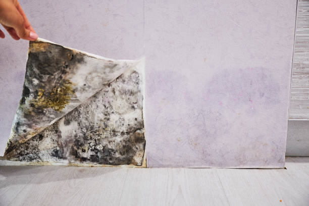 Best Commercial Mold Removal  in Hughes Springs, TX